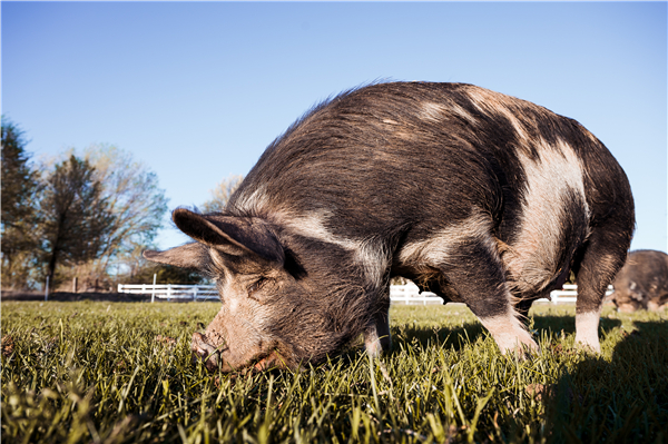 7月份开始：养猪最新政策来了！农民养100头猪国家补贴多少钱？