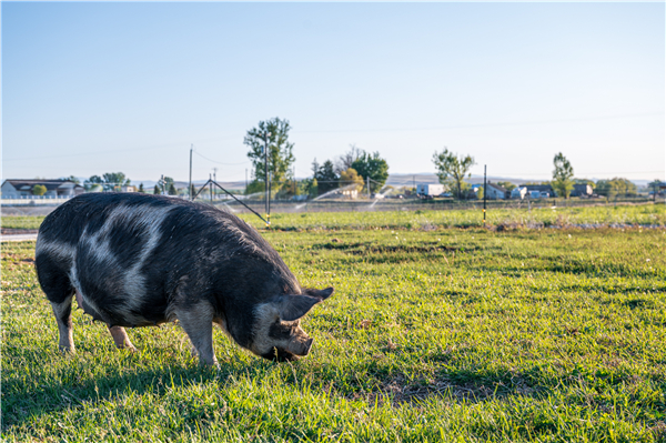安徽省司法厅：《生猪屠宰管理条例》将修订 鼓励生猪全产业链发展！
