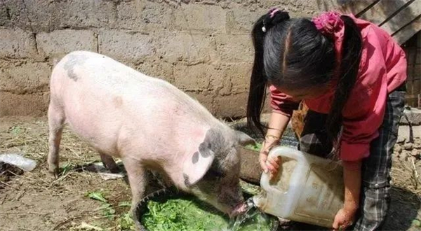 如何在高温高湿的夏季做好饲料质量与卫生管理呢？