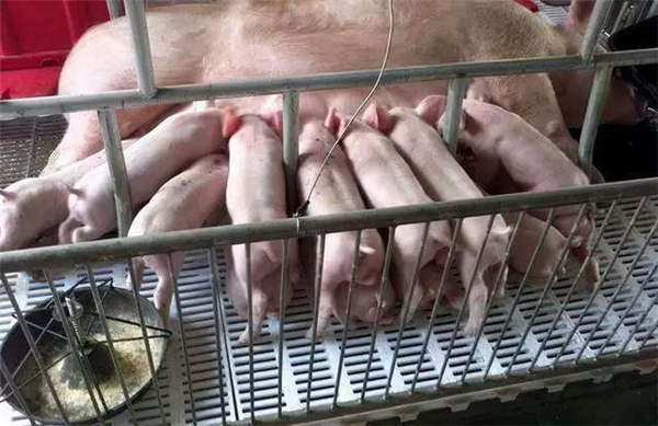 猪价上涨“火力全开”！养猪人小心！猪价“惊天逆转”！