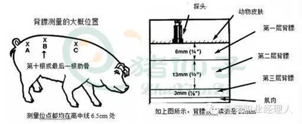 中国养猪网】