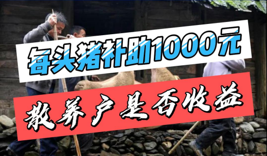 低收入农户每头猪补助1000元！散养户是否能受益？