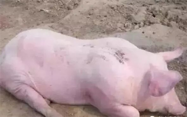 中国养猪网、