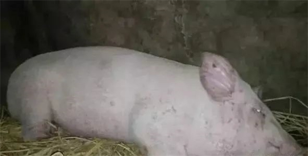 中国养猪网