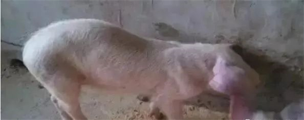 中国养猪网