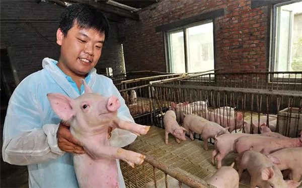 猪肉价格重回高位，上涨6元/斤！后续还会涨吗？