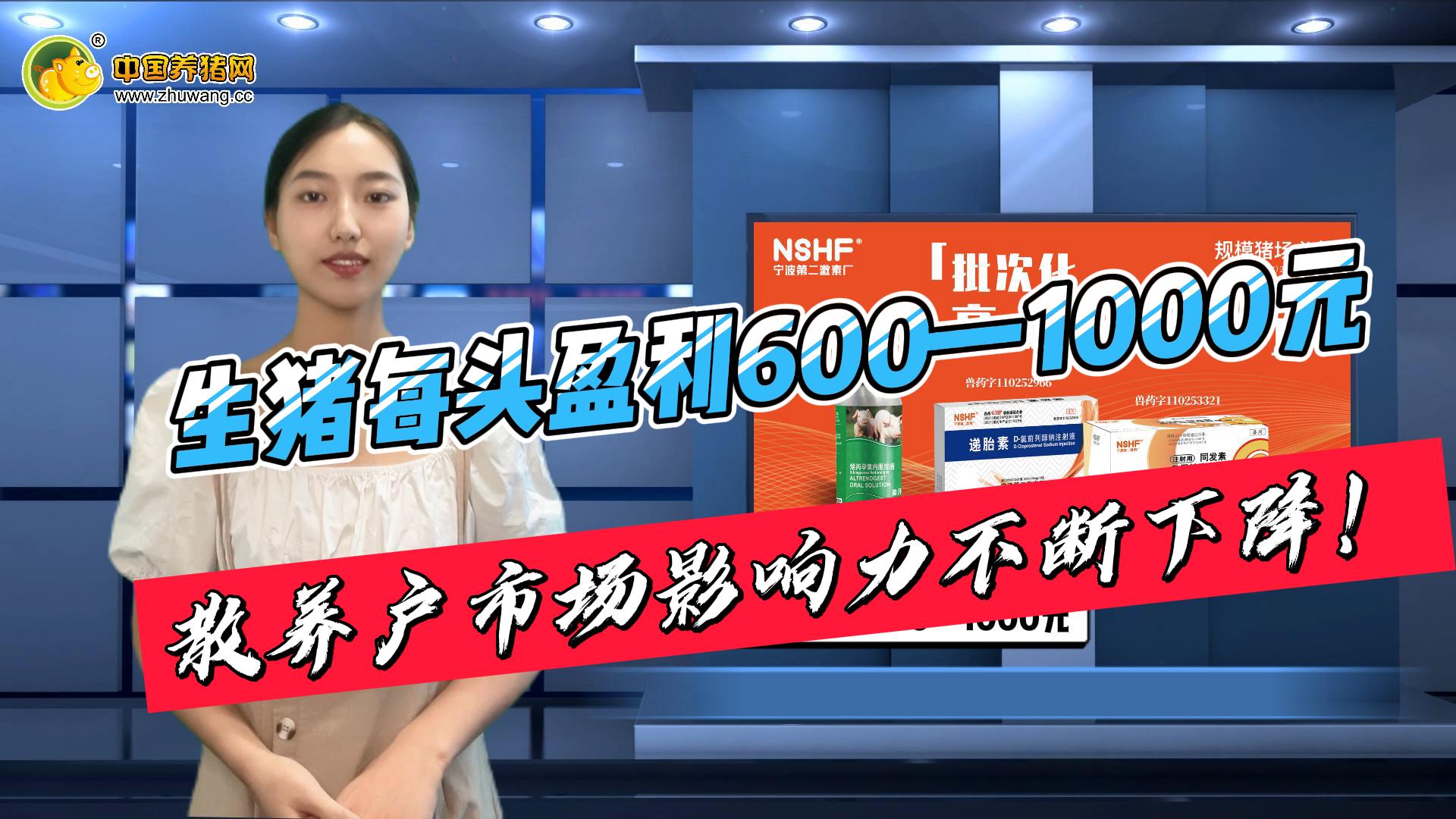 生猪每头盈利600—1000元，但散养户市场影响力不断下降！