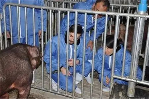 中国养猪网
