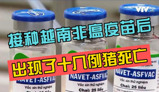 接种越南非瘟疫苗后十几头猪死亡，越南猪场暂时停止该疫苗的接种！