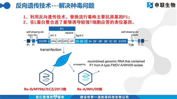 中国养猪网