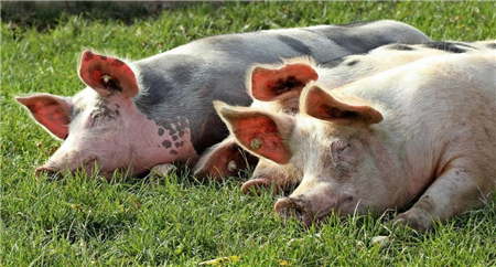 猪粮比8.29！本周第二批中央储备肉即将投放！预计9月猪价将在23-25元/公斤区间震荡上行