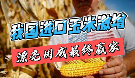我国玉米进口激增，半年从美国进口玉米近千万吨！