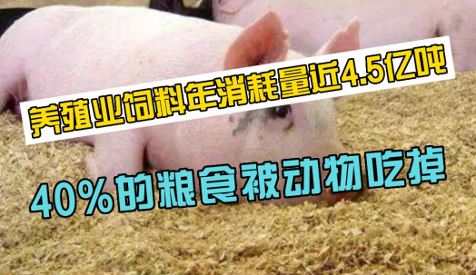 人畜争粮？养殖业年消耗饲料约4.5亿吨！40%粮食被动物吃掉！