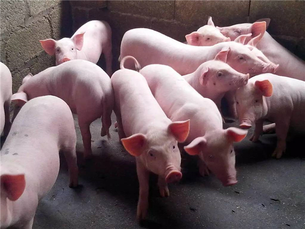 自养公猪，母猪每胎次配种成本就需约160元！