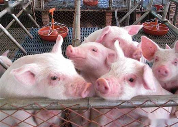 母猪管理 | 后备母猪情期管理在精准批次化生产中的影响