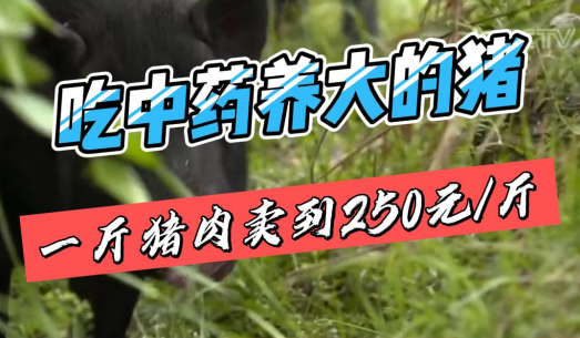 “中药养猪”兴起？吃中药的猪肉卖250元/斤！