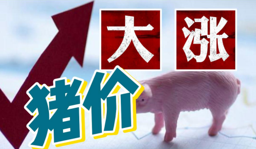 太猛了！猪价涨破30元！强势行情还能走多远？