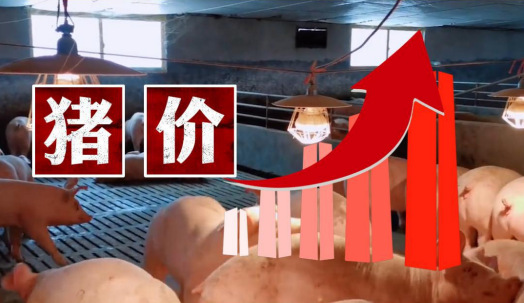 局地猪价达15.8元/斤，养一头猪盈利1700元！