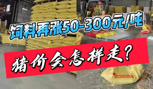 饲料再涨50-300元/吨！高成本托底猪价怎么走？