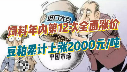 饲料年内第12次全面涨价！豆粕累计上涨2000元/吨！