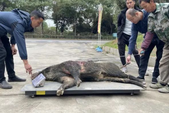 实拍！一野猪闯入高校乱窜还下河游泳！校方：已捕获，无人受伤