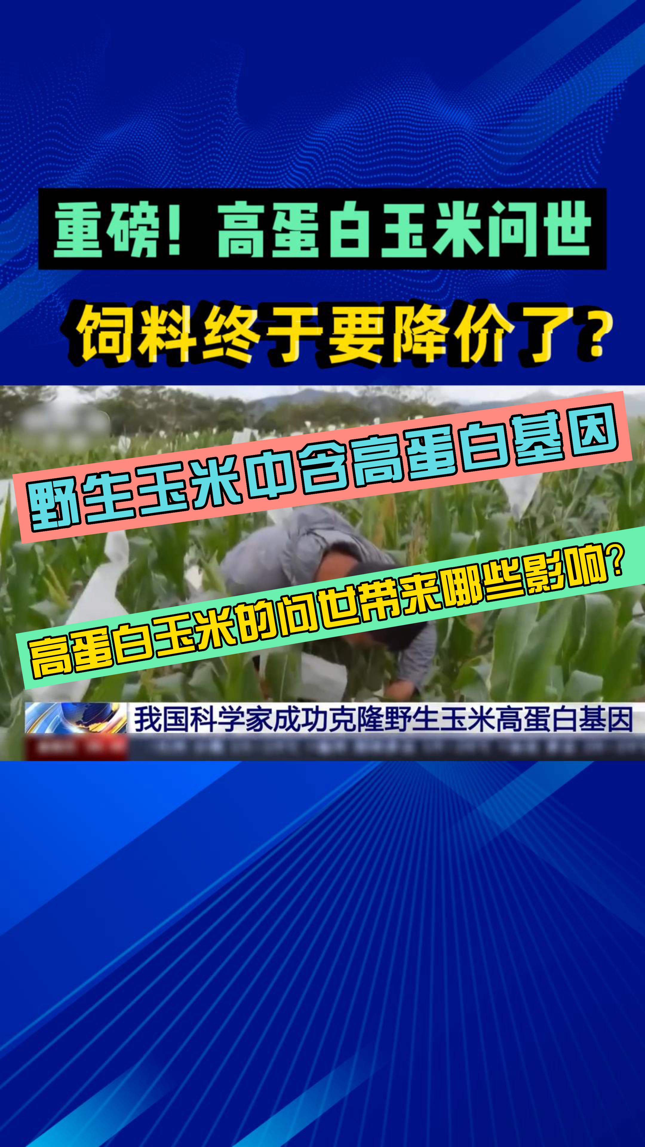 重磅！高蛋白玉米问世！能否减少饲料中豆粕的使用？饲料价格能否打下来？