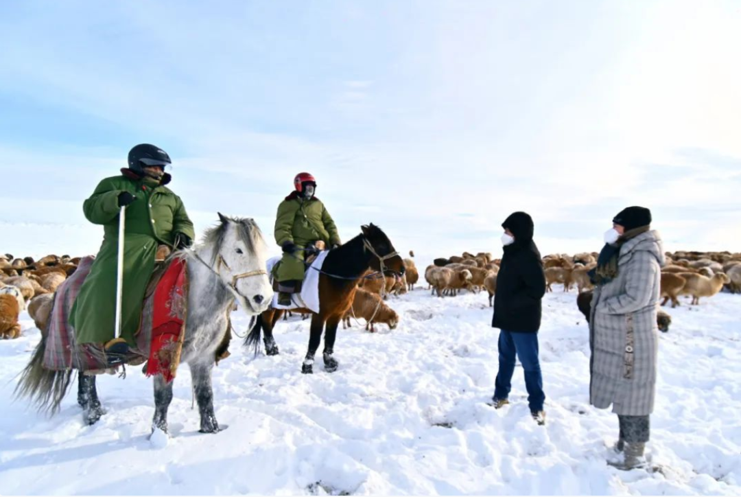 最低-48.6℃！罕见暴风雪袭击新疆阿勒泰，有牧民失联牛羊受灾，当地回应→