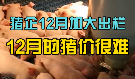 猪企12月“抢跑”出栏！12月的猪市依旧很难！