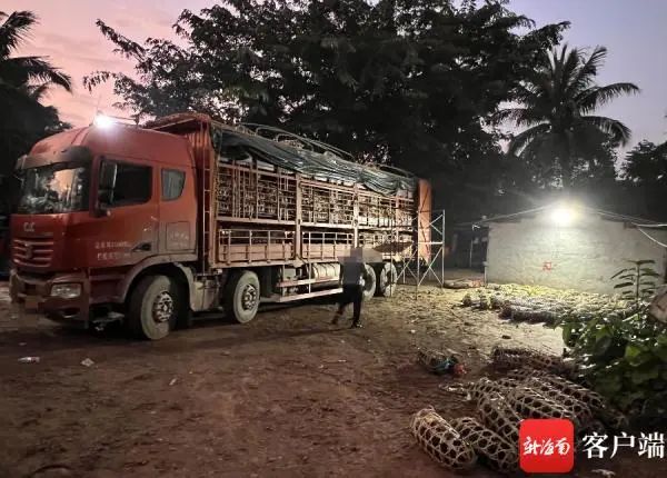 车载645头，检疫证明仅320头…仔猪入海南疑点重重！