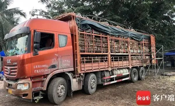 车载645头，检疫证明仅320头…仔猪入海南疑点重重！“纸面”货主在东方，货为何被运到澄迈？