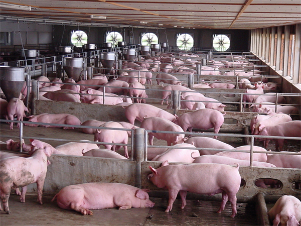 猪价反弹！消费需求正在恢复，未来猪市还将如何变化？