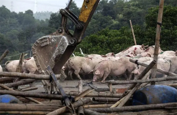 中国养猪网