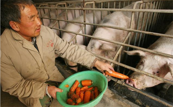 现代化猪场建设中，小型猪场与规模猪场有哪些区别？