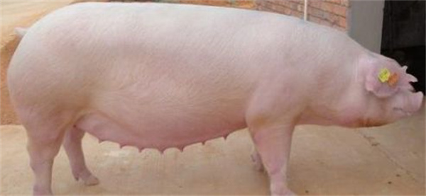 影响母猪繁殖性能的主要的维生素有哪些？