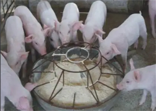 中国养猪网