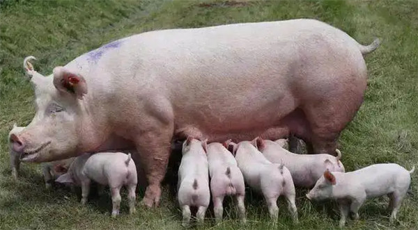 告诉你一个解决夏季猪场母猪问题的“神药”——柴胡，你知道怎么用吗？