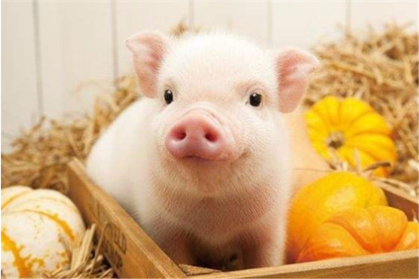 养猪人，你知道如何维护好猪的胃肠道健康吗？