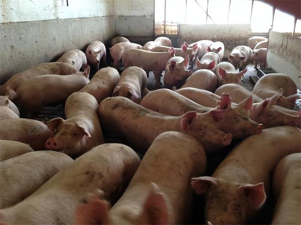 养猪料肉比怎么计算？导致料肉比高的原因有哪些？