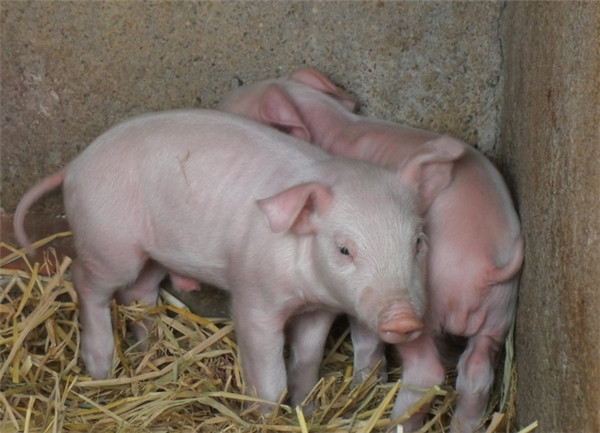仔猪流行性腹泻病毒可感染各年龄阶段的猪，为何仅新生仔猪的死亡率最高？