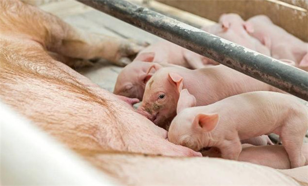 教你用肉眼观察就能判断出母猪大概产仔数，养猪老手都在用！