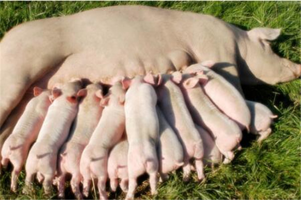 膳食纤维帮助缓解母猪的便秘问题