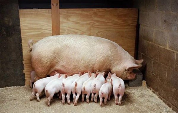 母猪流产原因多，如何用药物进行母猪保胎？