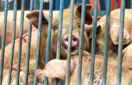 2022年我国进口猪肉175.8万吨，进口那个国家数量最多？