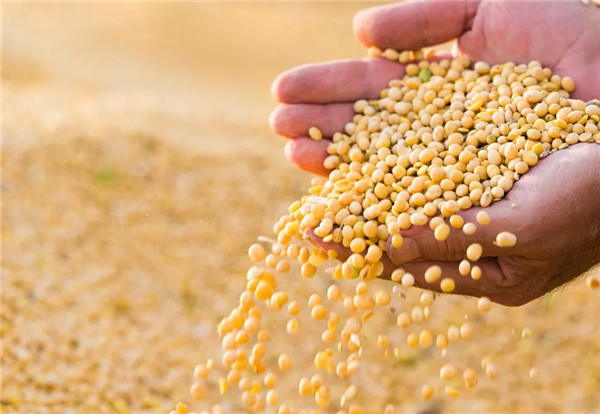 农民卖好豆、企业买好豆！2023年新季大豆线上产销对接活动成功举行