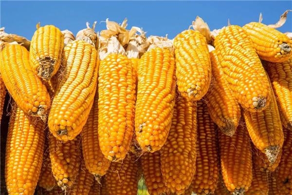 玉米大豆是重点！新一轮千亿斤粮食产能提升行动方案发布