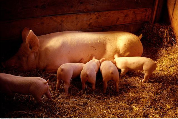 猪场热应激的危害竟然这么多？养猪人该如何做？
