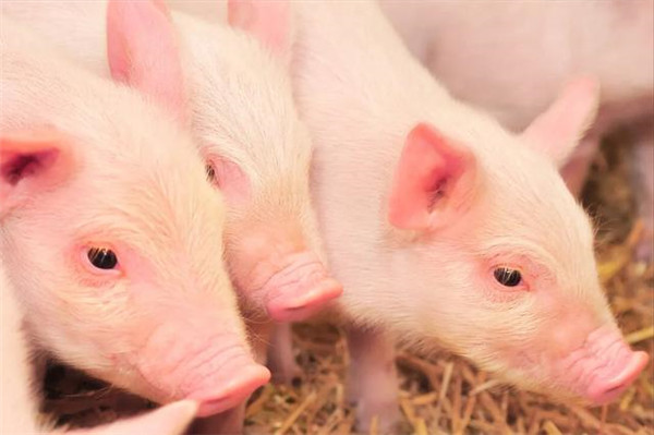 仔猪死亡率高达80％以上，猪弓形体病如何治疗？