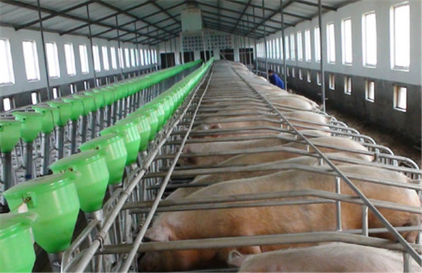 防止疾病的发生，猪场该如何做好消毒工作？
