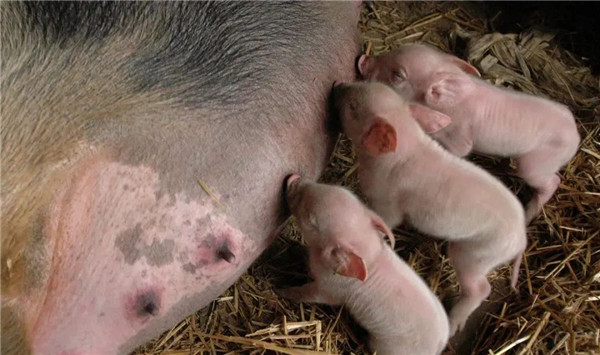 母猪产后如何进行正确的保健消炎？可以从这两个方面入手