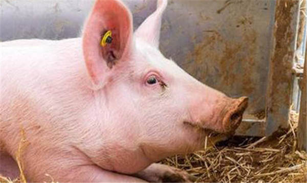 养殖户一定要消灭它，因为很多猪病都是源于它